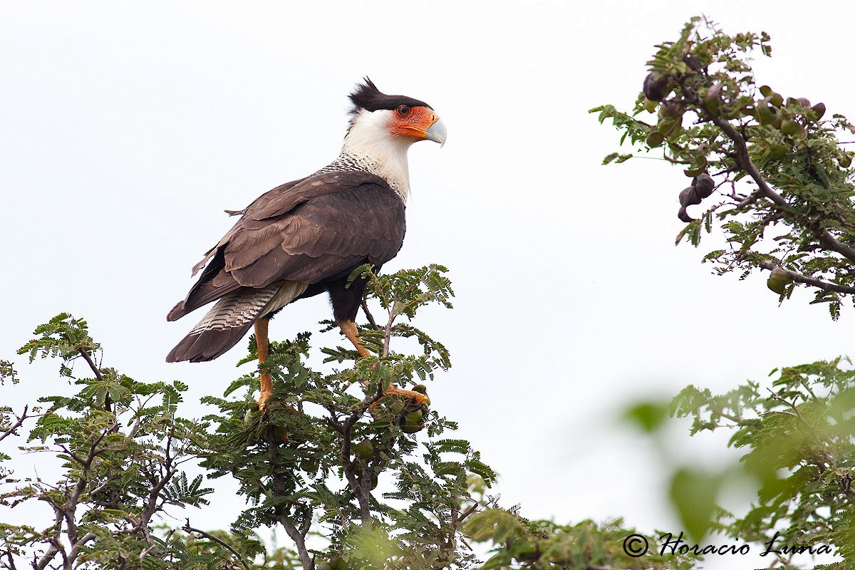 Crested Caracara (Northern) - ML56918201