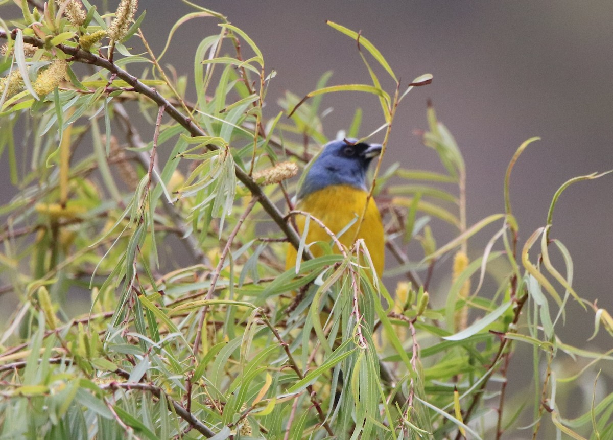 Blue-and-yellow Tanager - ML569182231