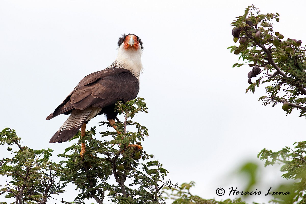 Crested Caracara (Northern) - ML56918241