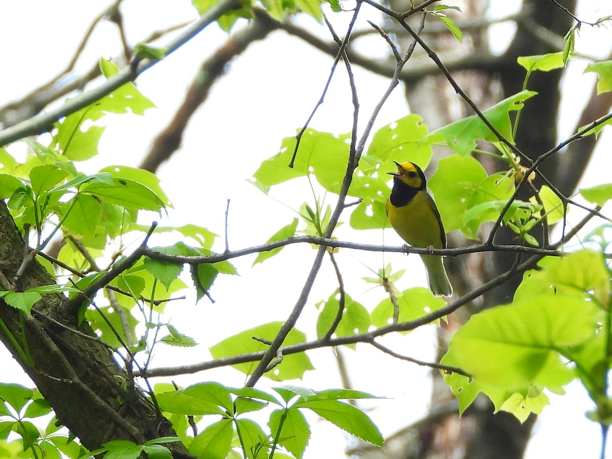 Hooded Warbler - ML569182801