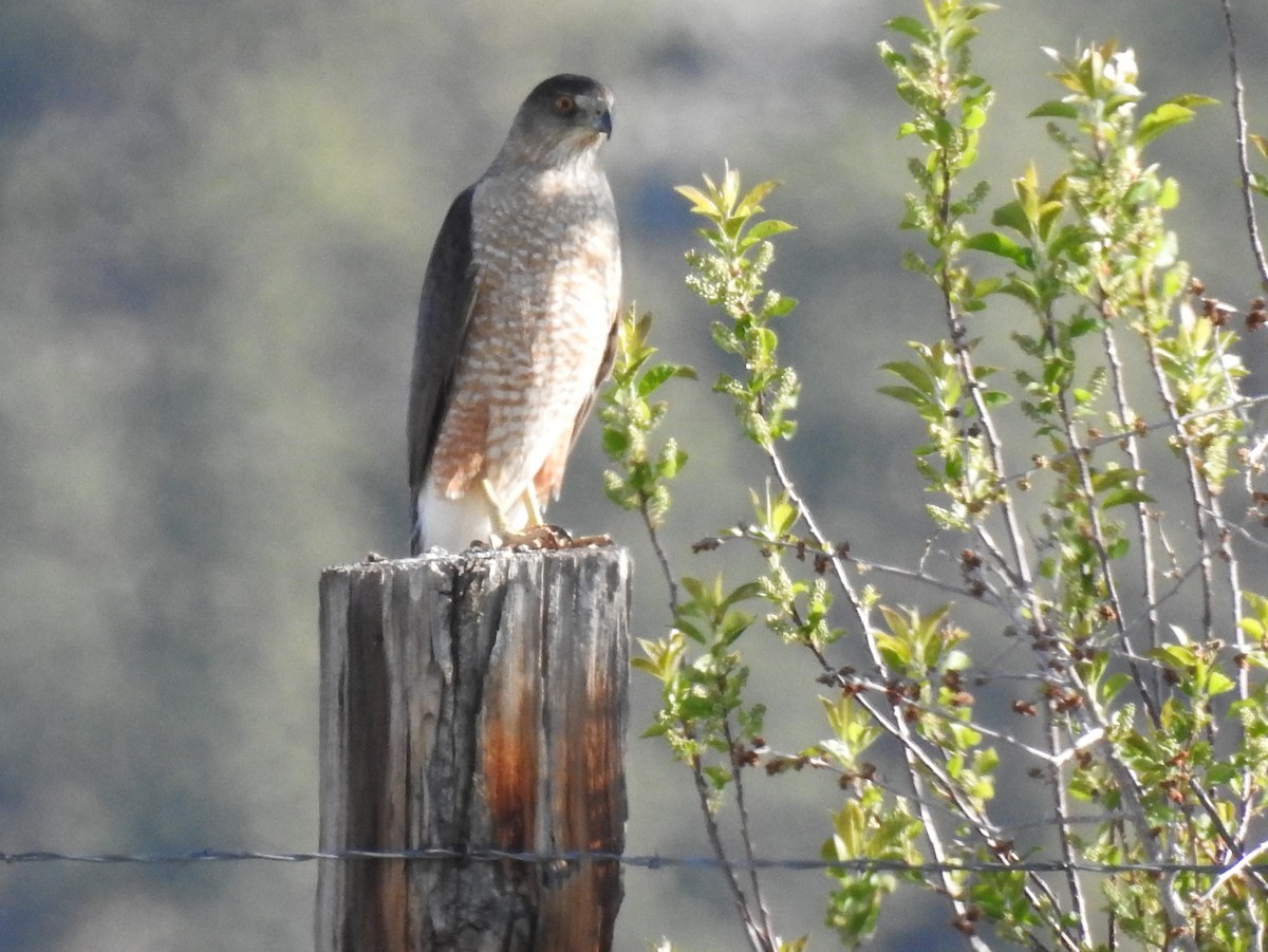 Cooper's Hawk - Shane Sater