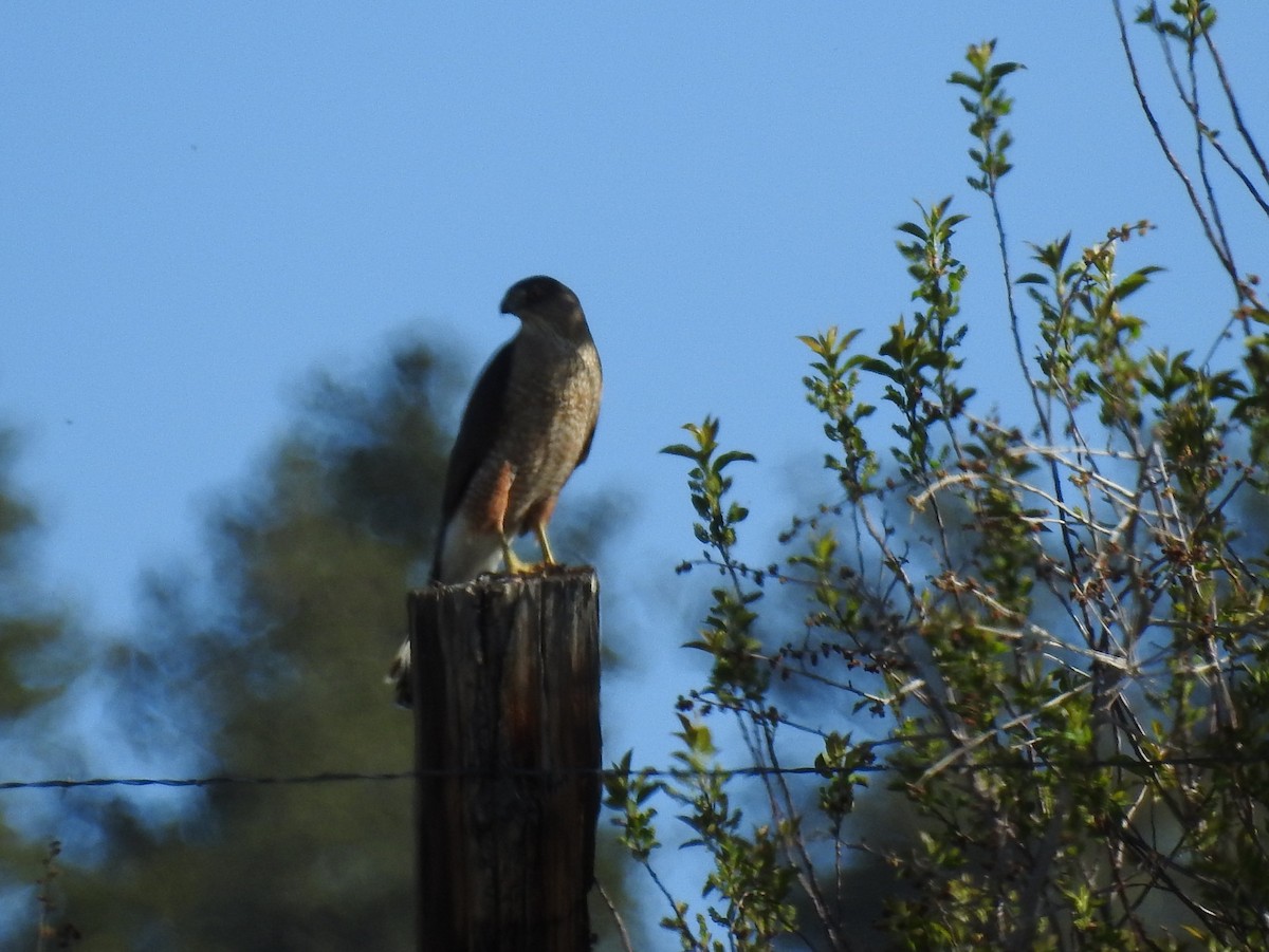 Cooper's Hawk - Shane Sater