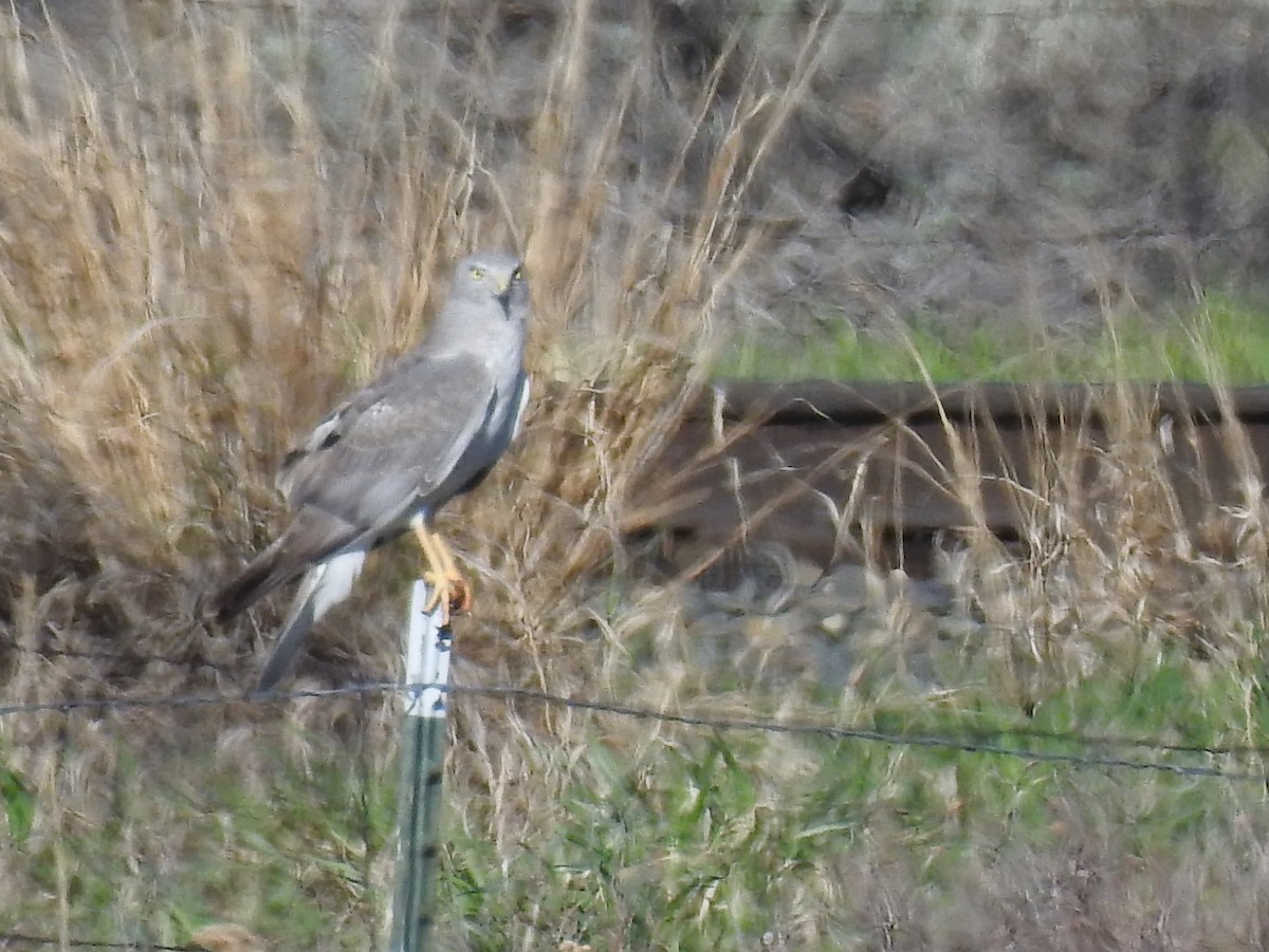 Northern Harrier - Shane Sater