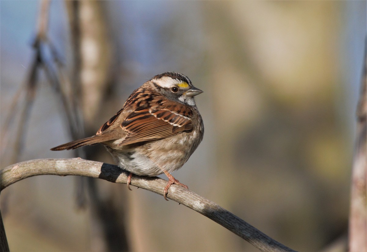 White-throated Sparrow - ML569184171