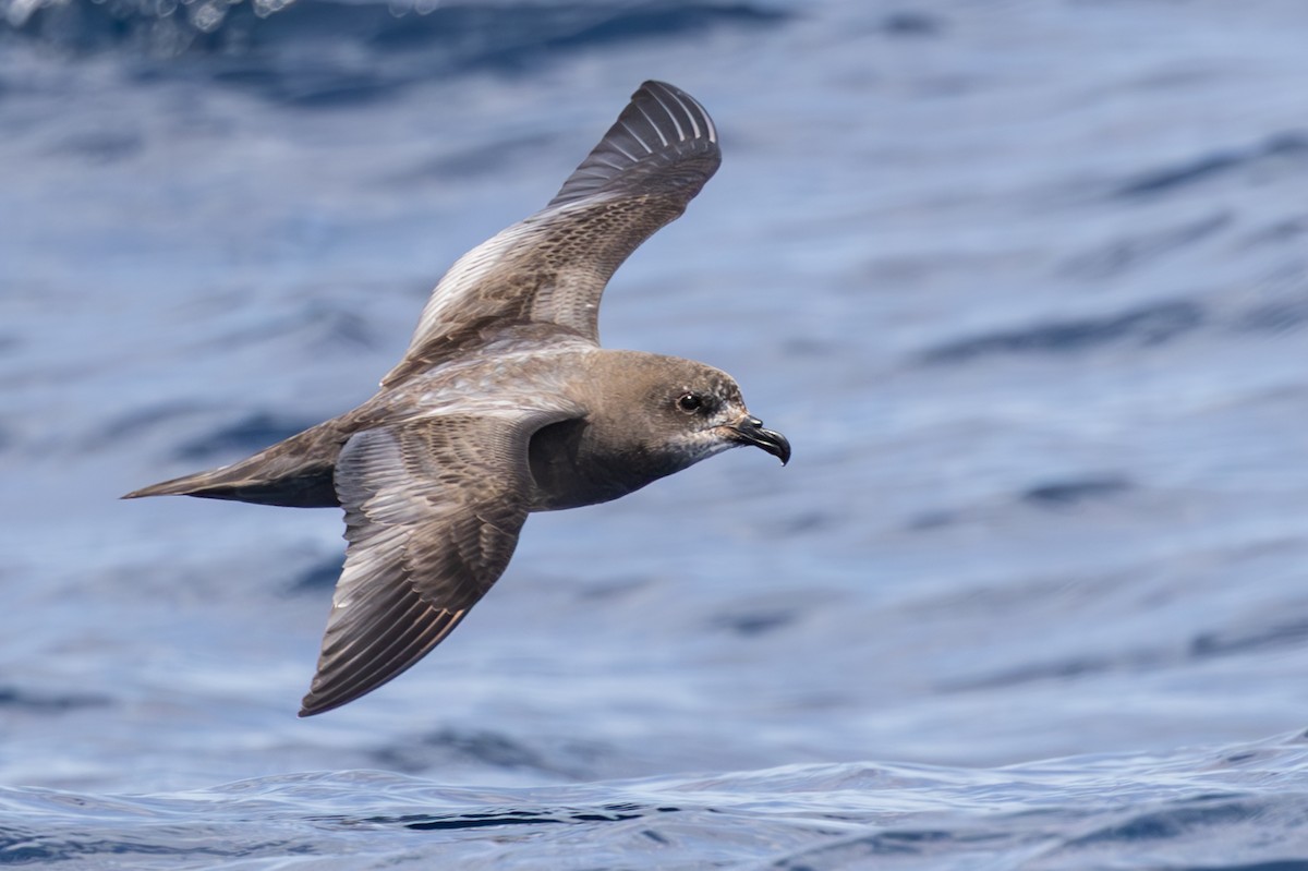 Murphy's Petrel - ML569185061