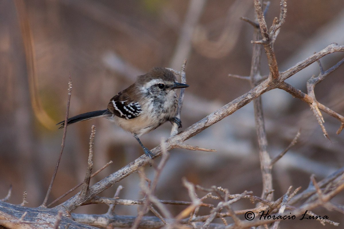 Northern White-fringed Antwren - ML56918511