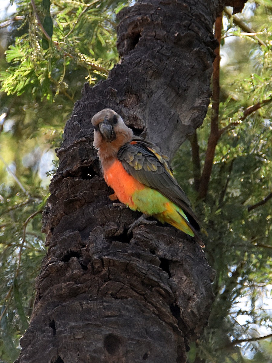 papoušek oranžovoprsý - ML569185121