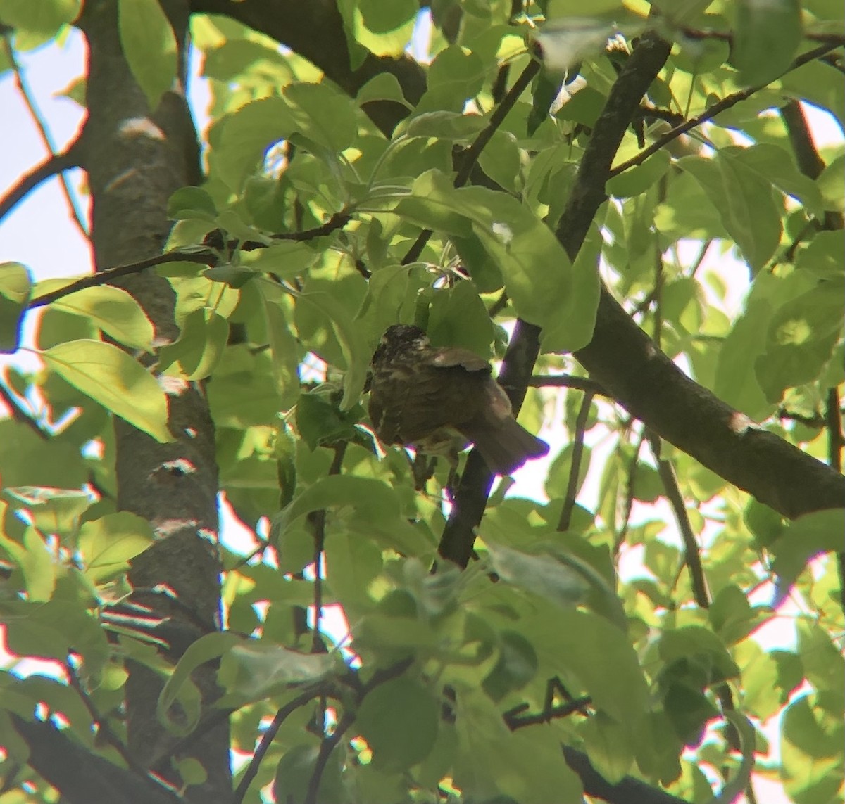 Rose-breasted Grosbeak - ML569185251