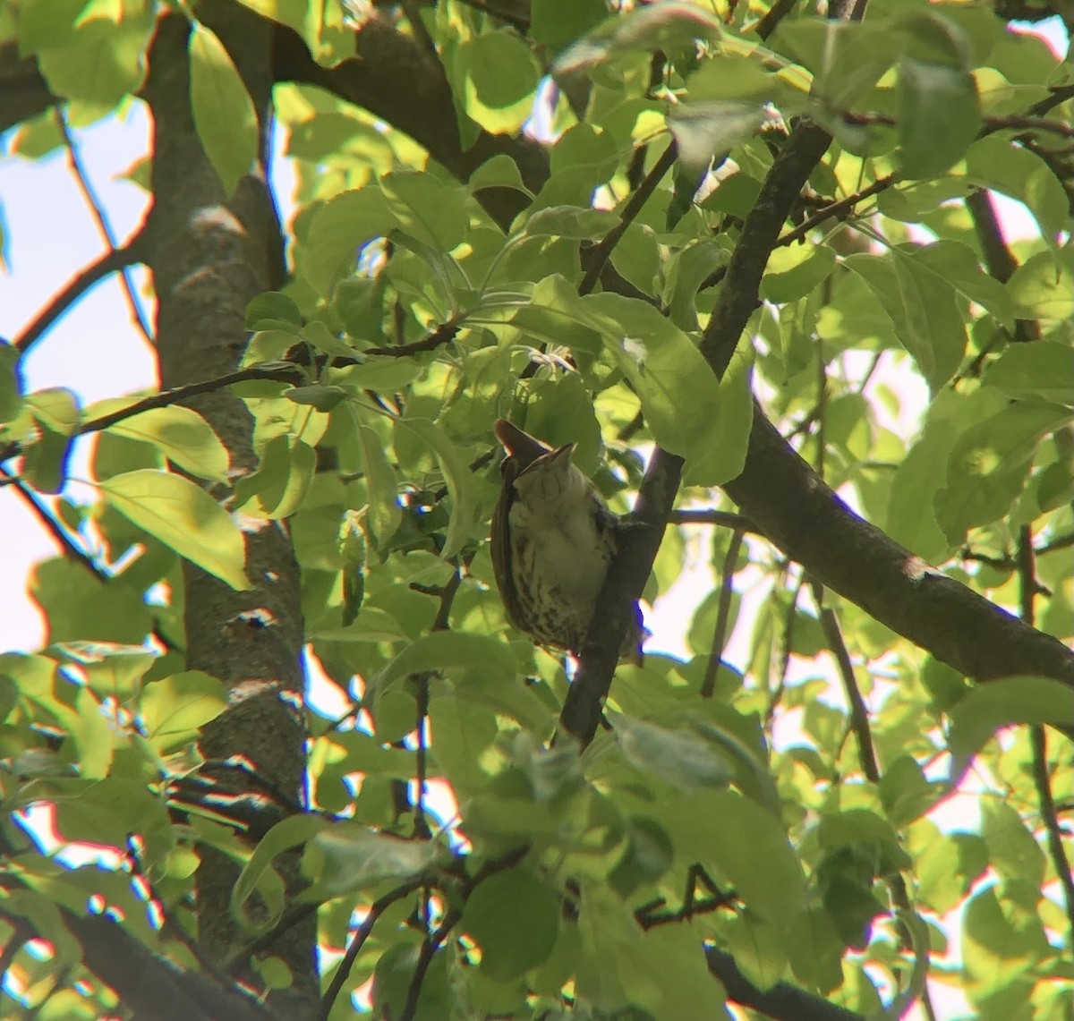 Rose-breasted Grosbeak - ML569185261