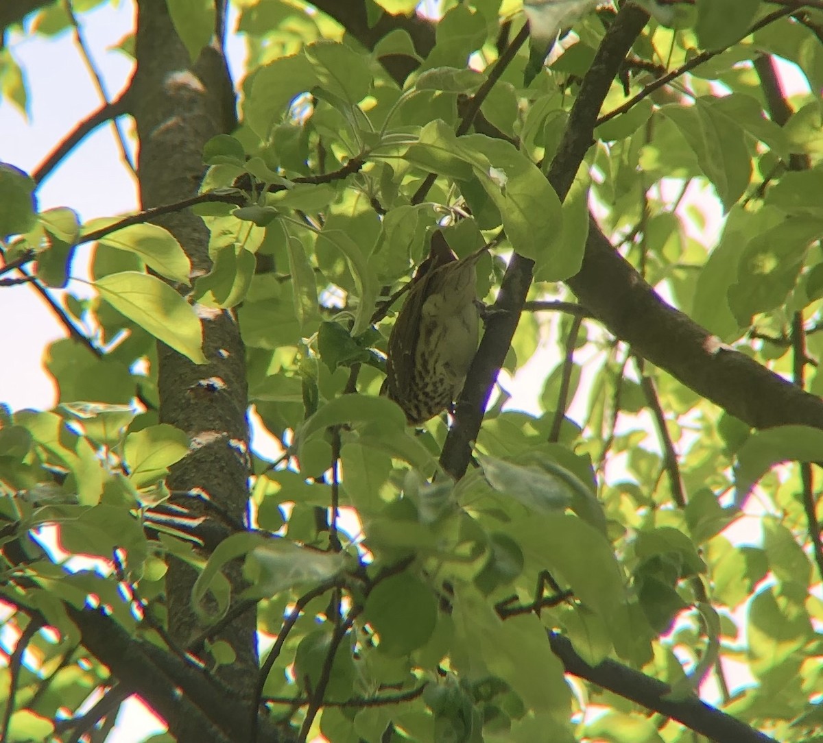 Rose-breasted Grosbeak - ML569185271