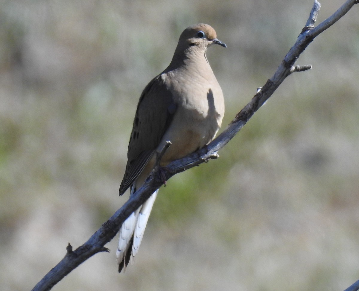 Mourning Dove - ML56918531