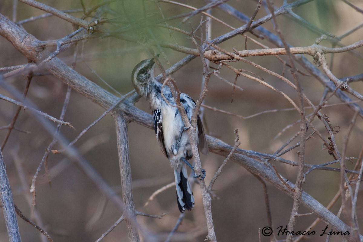 Northern White-fringed Antwren - ML56918581