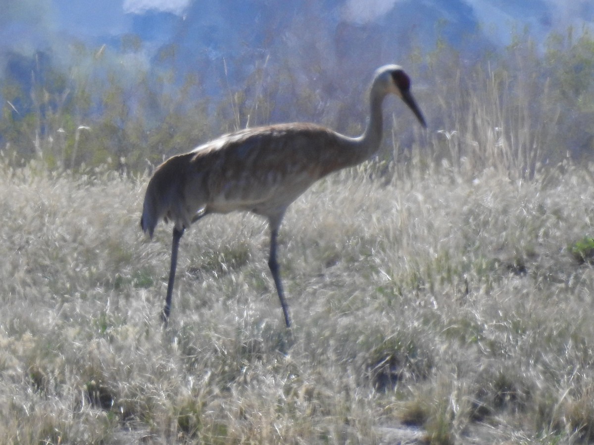 Sandhill Crane - Shane Sater