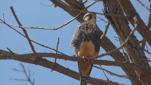 Aplomado Falcon - ML569186061