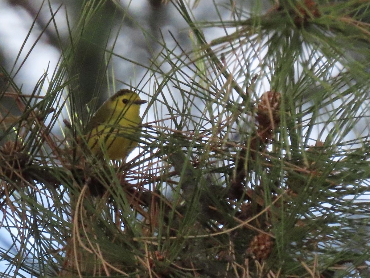 Hooded Warbler - ML569186271