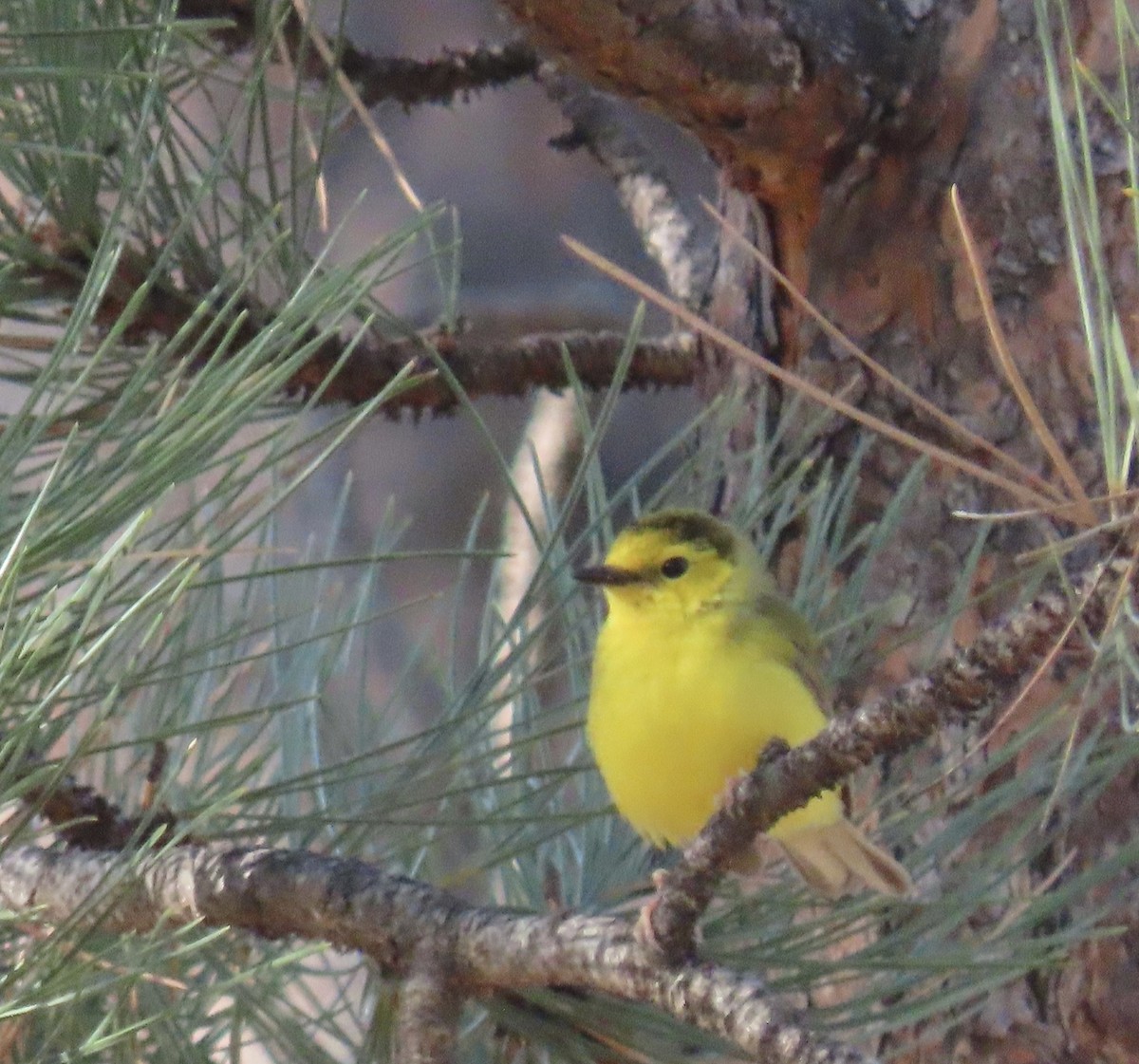 Hooded Warbler - ML569186291