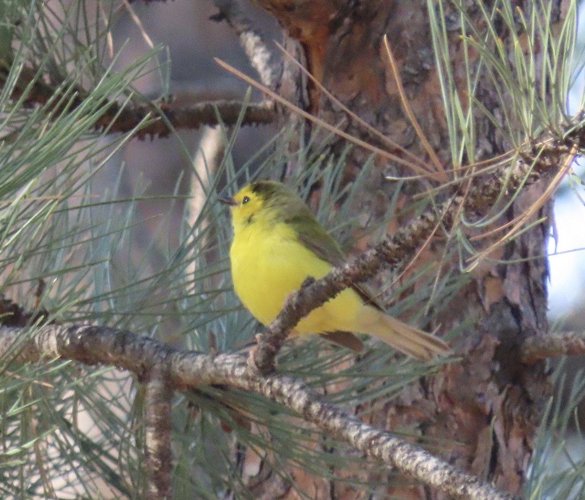 Hooded Warbler - ML569186301