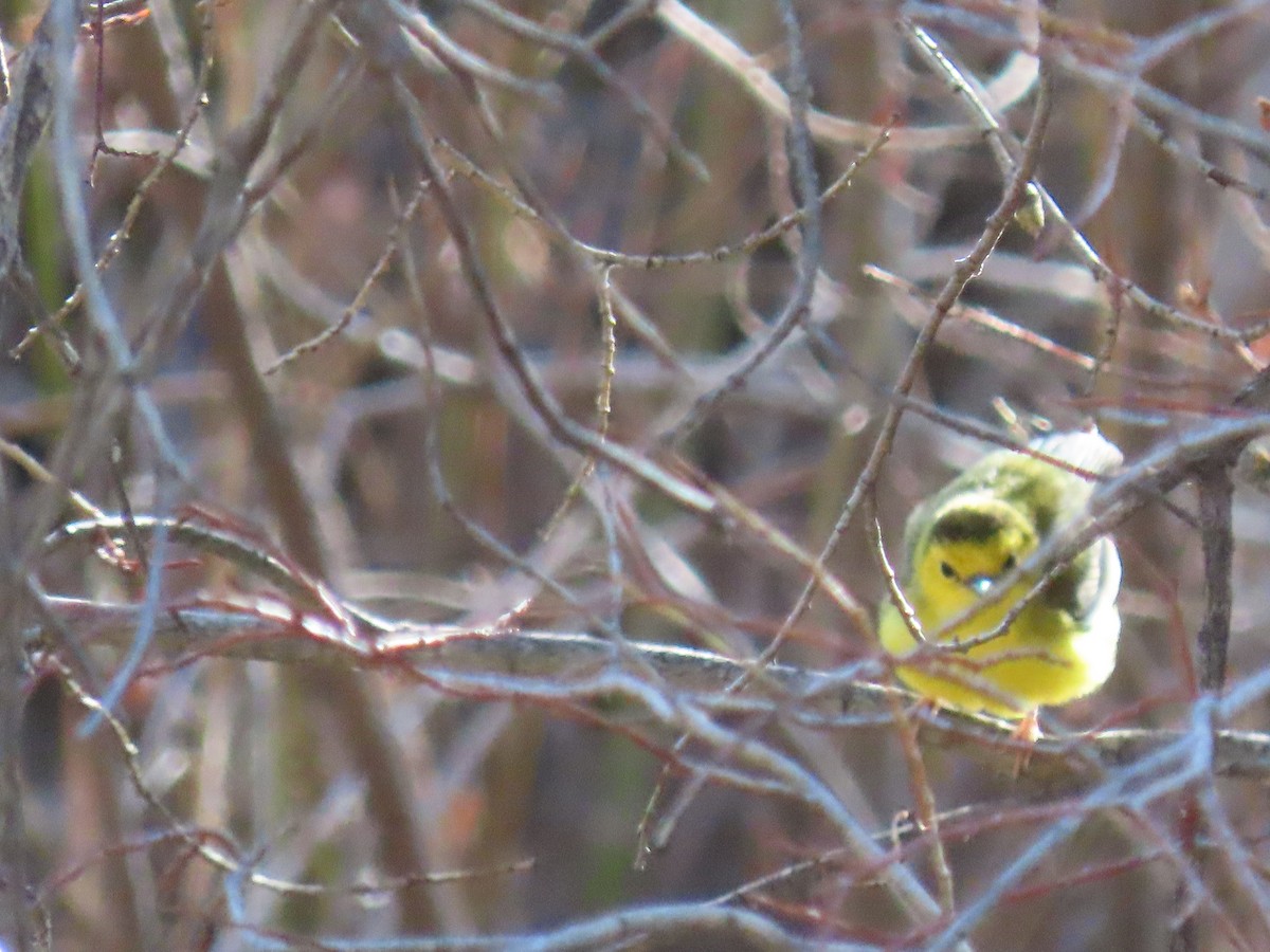 Hooded Warbler - ML569186311