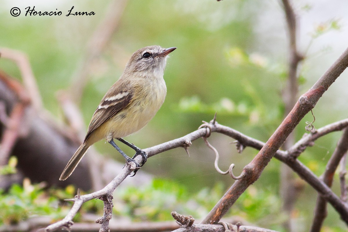 Slender-billed Tyrannulet - ML56918651