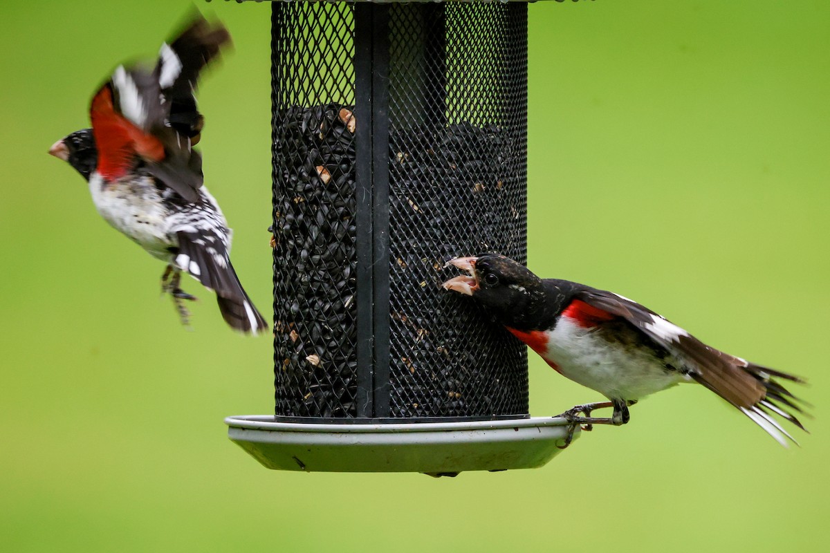 Rose-breasted Grosbeak - ML569186751