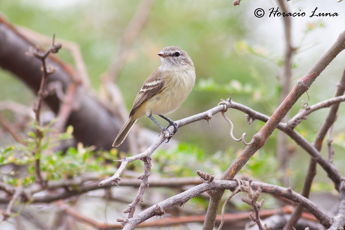 Slender-billed Tyrannulet - ML56918701