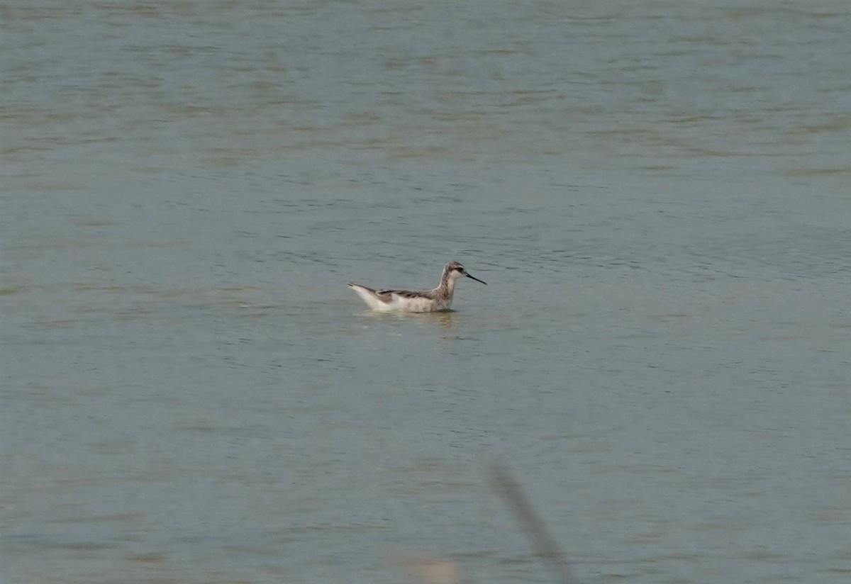 Wilson's Phalarope - ML569187131