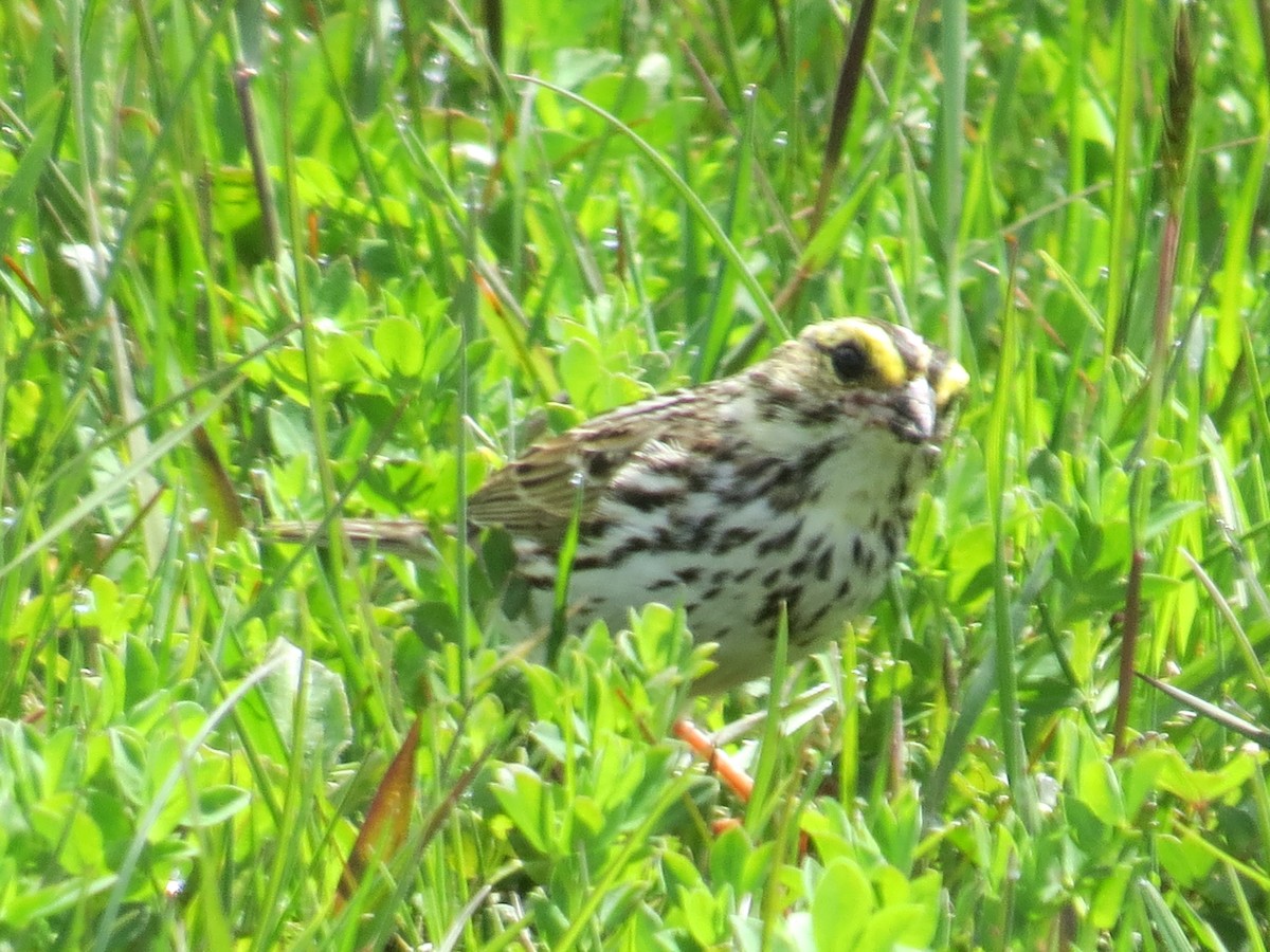 Savannah Sparrow - ML569187281