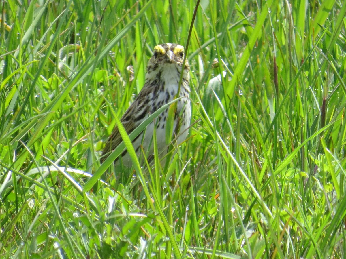Savannah Sparrow - ML569187341