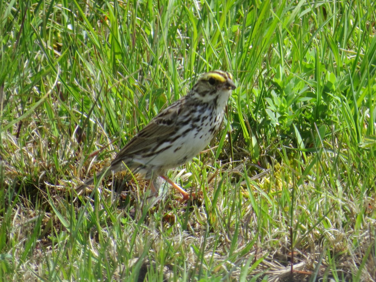 Savannah Sparrow - ML569187361