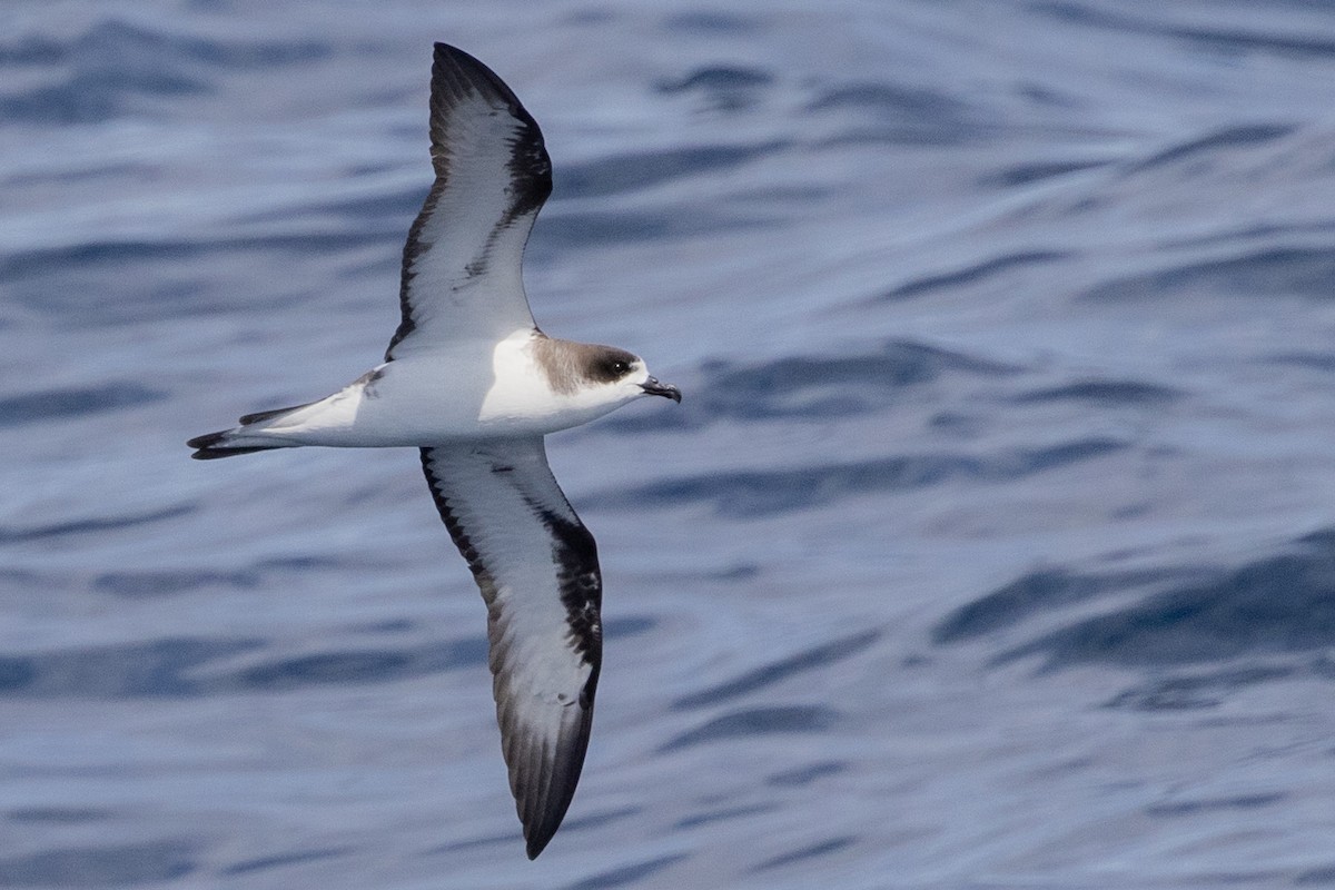 Hawaiian Petrel - ML569187611