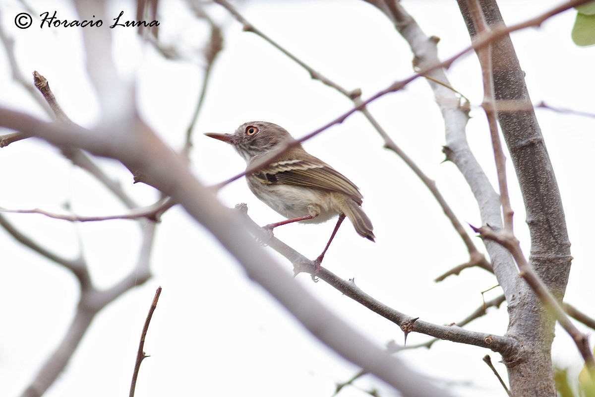 Pearly-vented Tody-Tyrant - ML56918771