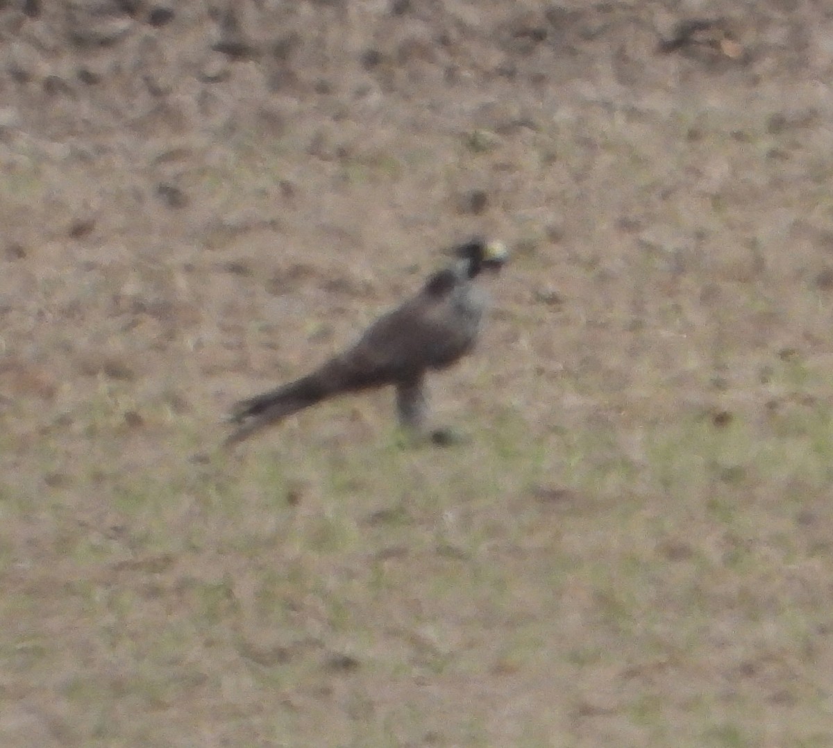 Peregrine Falcon - ML569188291