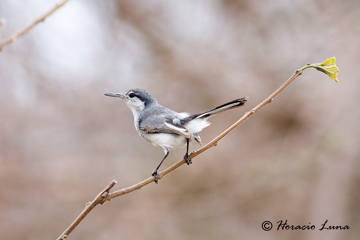 Tropical Gnatcatcher - ML56918871