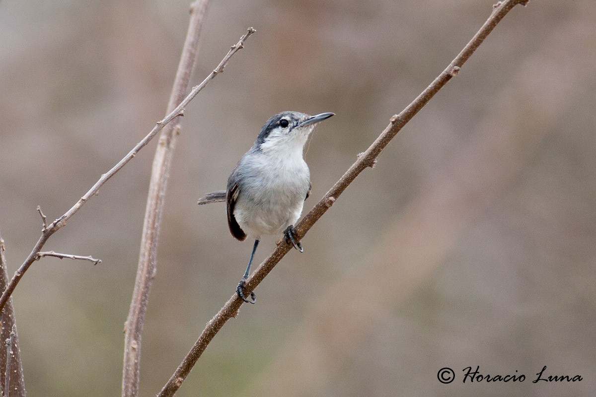 Tropical Gnatcatcher - ML56918881