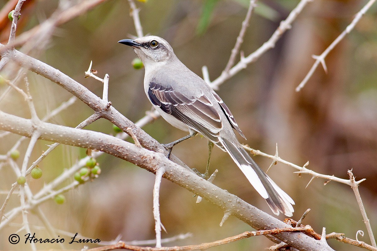 Tropical Mockingbird - ML56918891