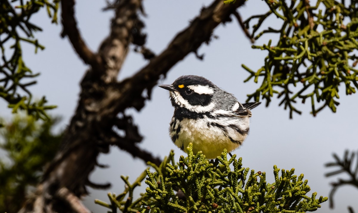 Black-throated Gray Warbler - Jim Merritt