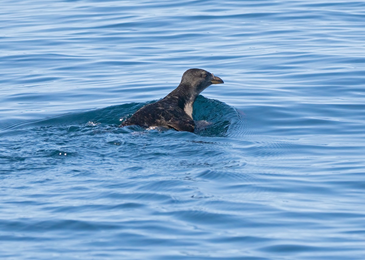 Rhinoceros Auklet - ML569189451