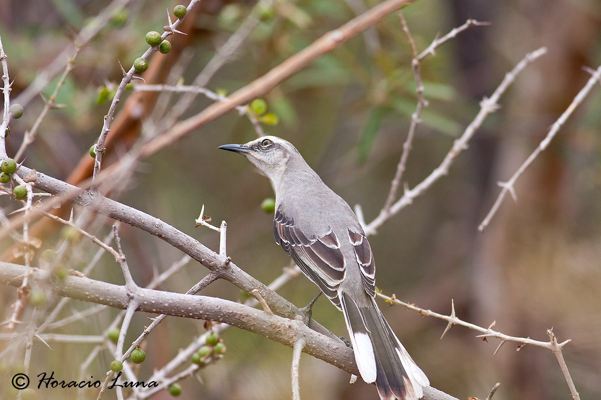 Tropical Mockingbird - ML56918951