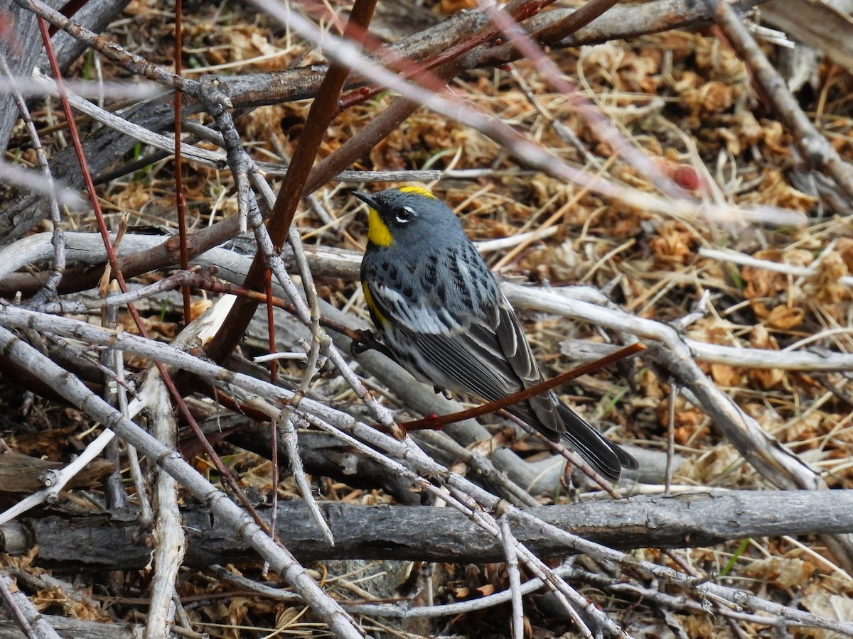 Yellow-rumped Warbler - Tina Toth