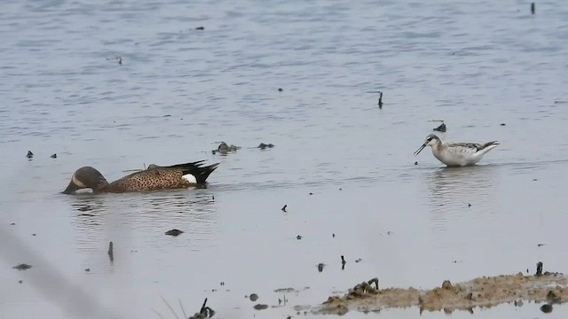 Wilson's Phalarope - ML569189721