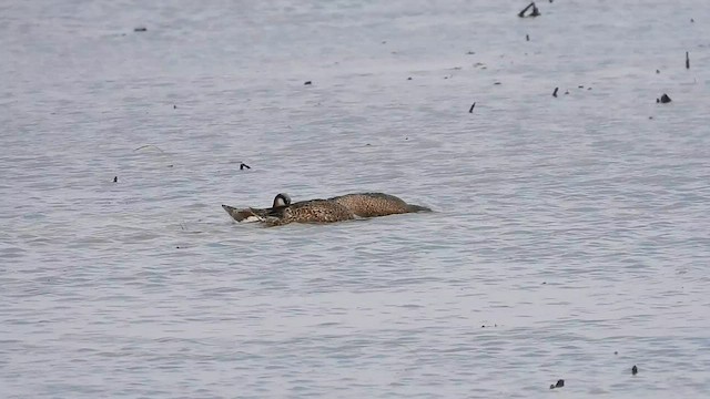 Wilson's Phalarope - ML569189731