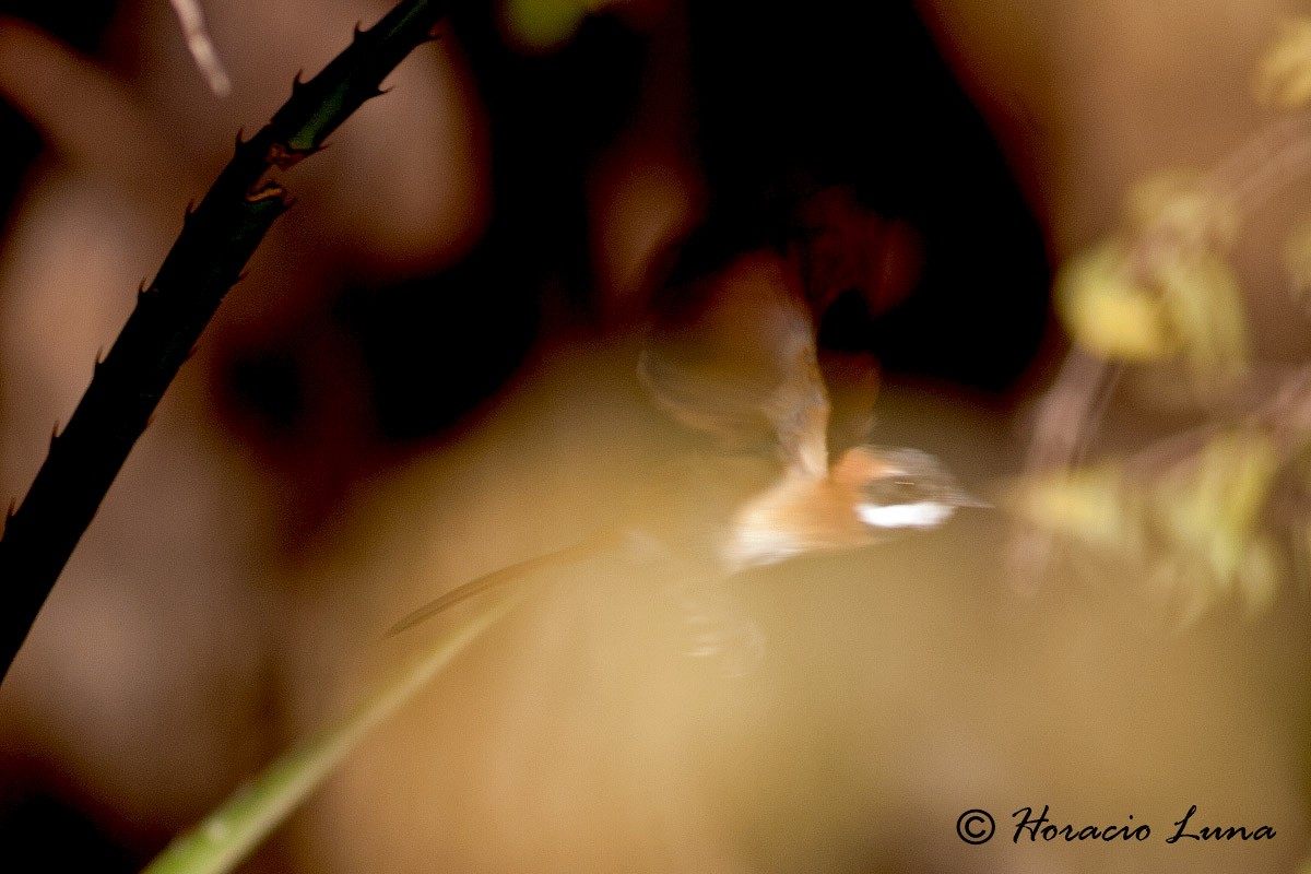 White-whiskered Spinetail - ML56919001