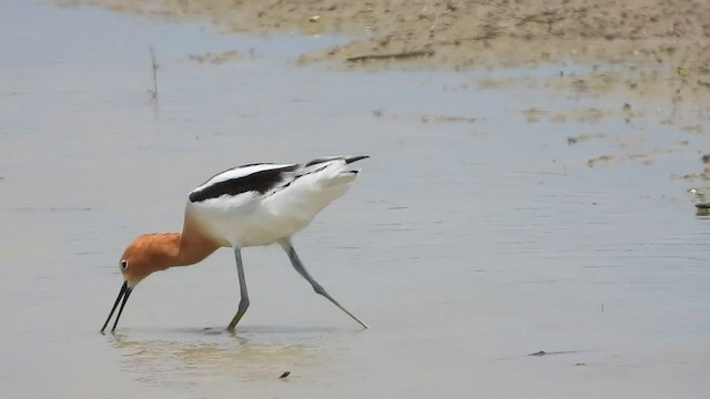 Avocette d'Amérique - ML569190171