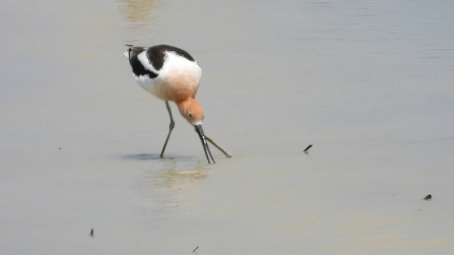 Avocette d'Amérique - ML569190181