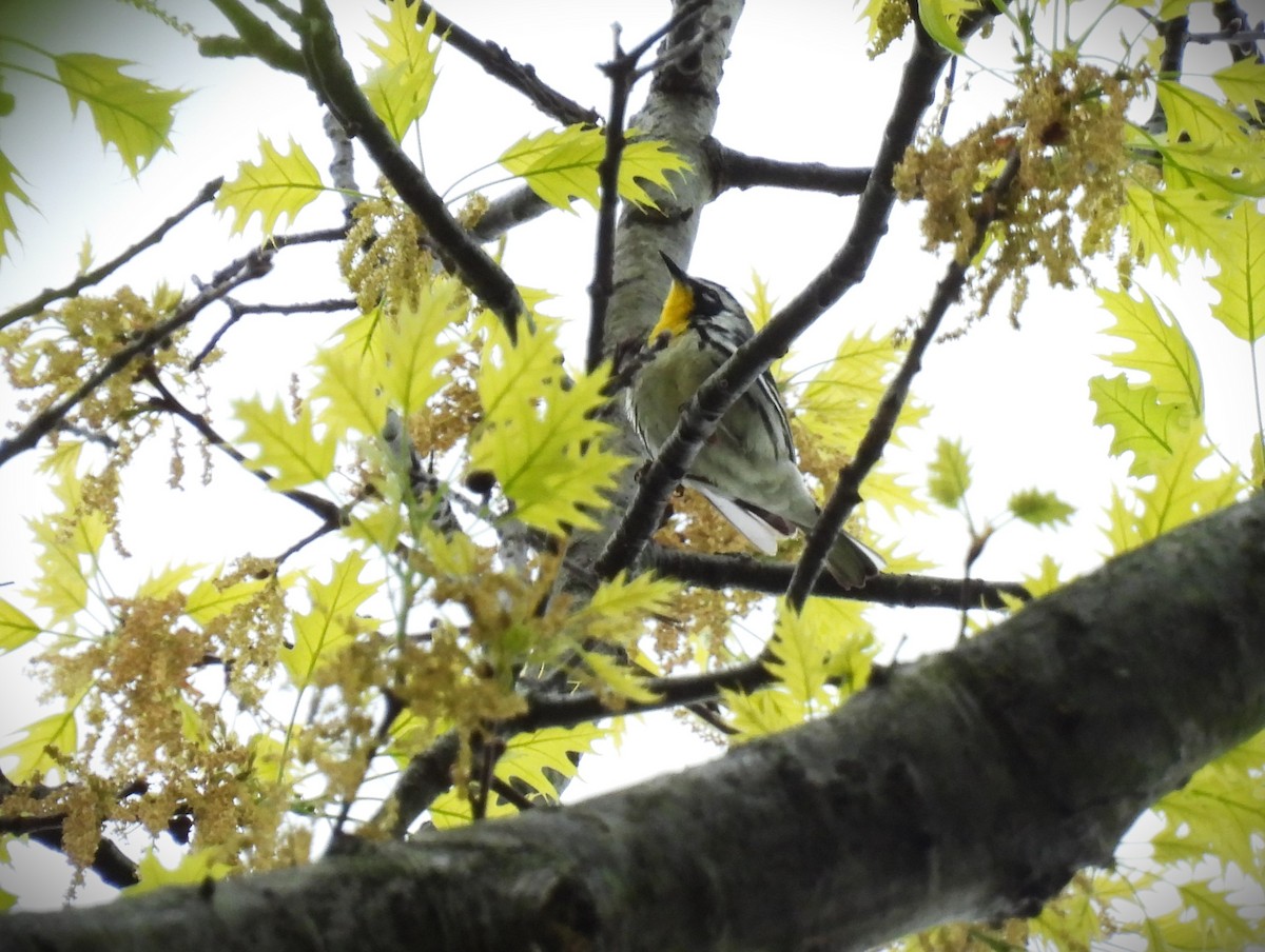 Yellow-throated Warbler - ML569190231
