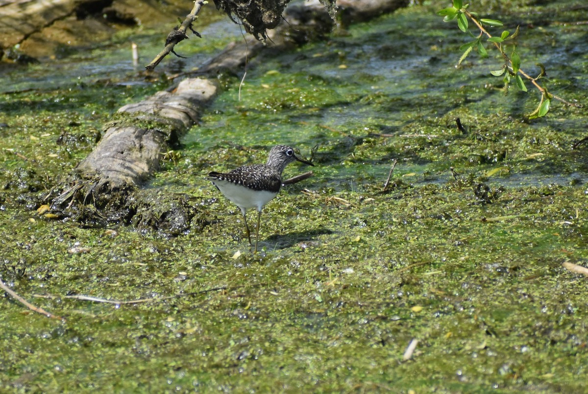 Solitary Sandpiper - ML569190991