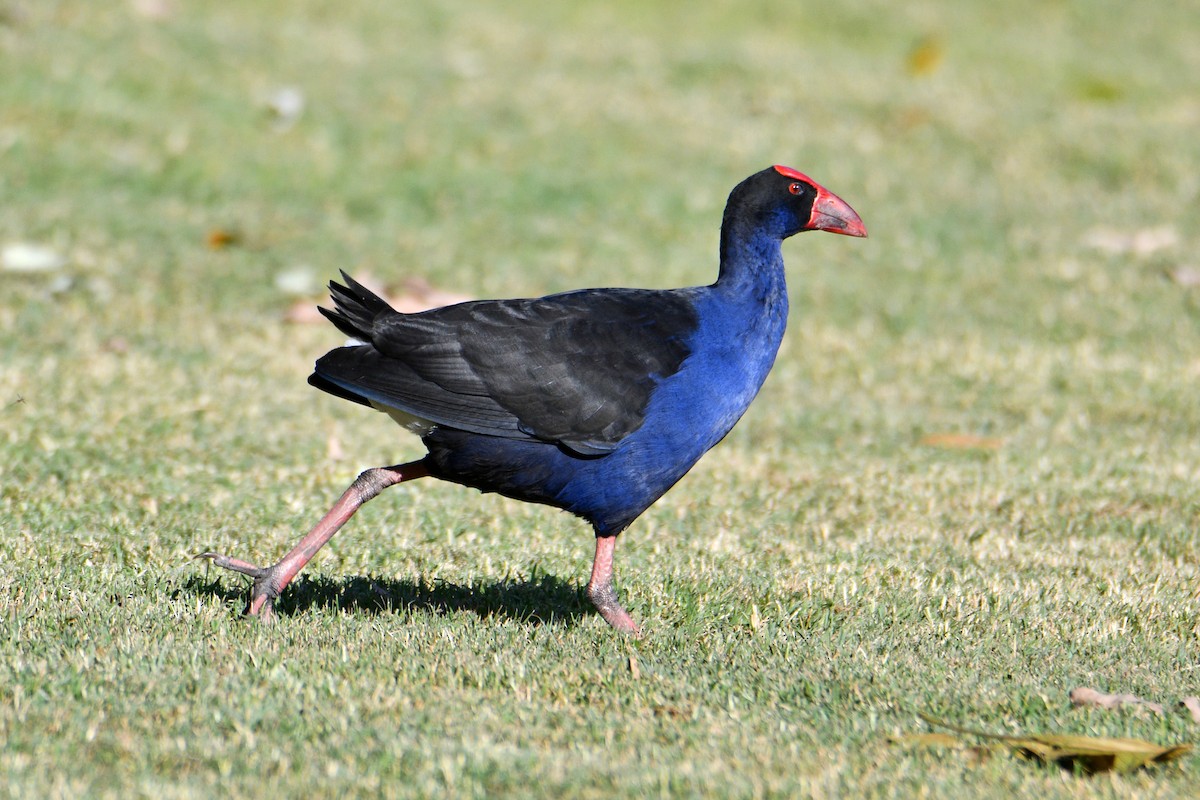 Australasian Swamphen - ML569191511