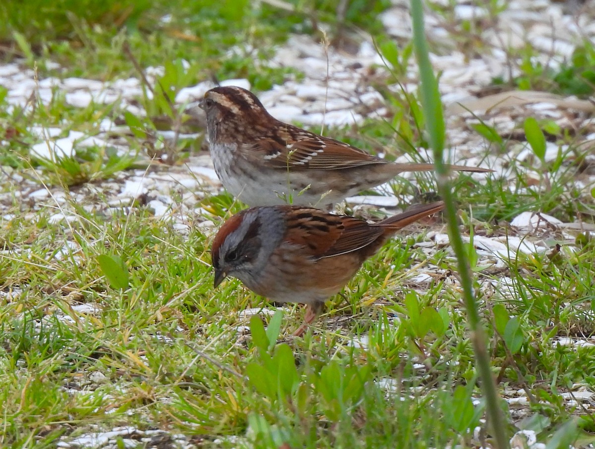 Swamp Sparrow - Jennifer Wilson-Pines