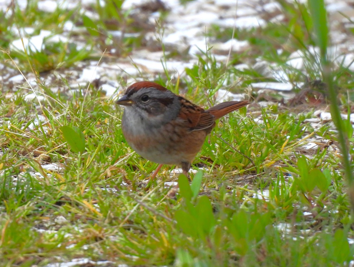 Swamp Sparrow - Jennifer Wilson-Pines