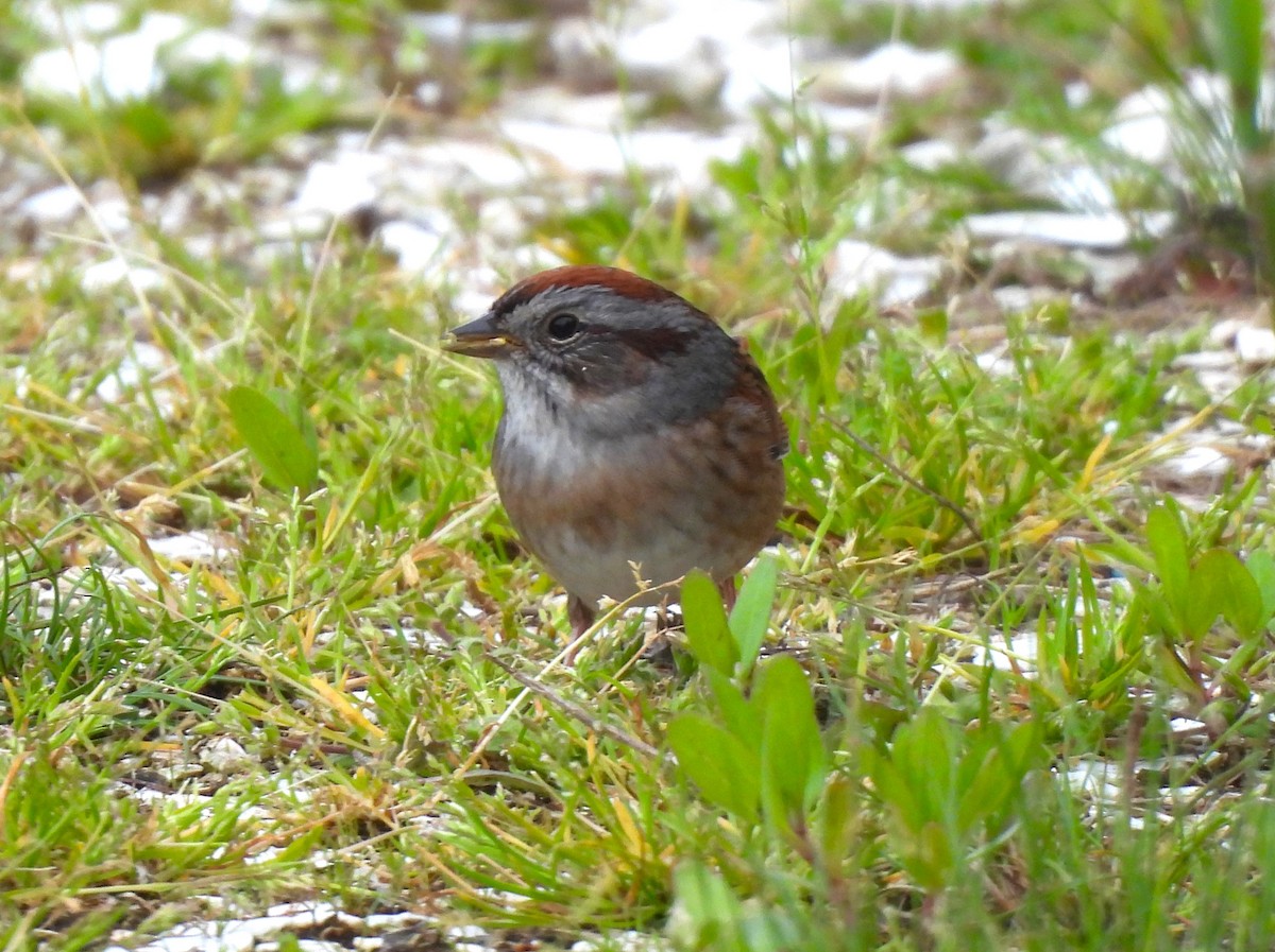 Swamp Sparrow - Jennifer Wilson-Pines